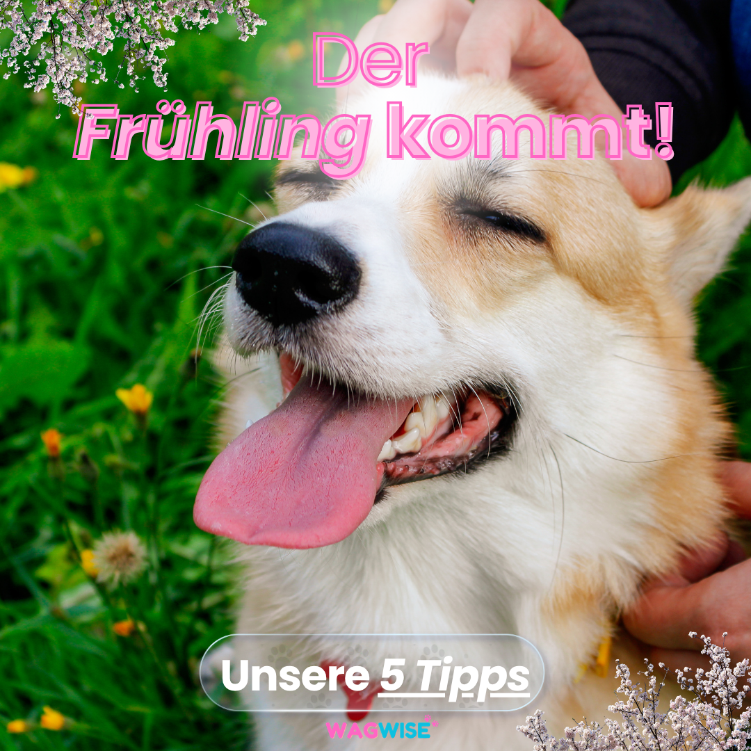 🌸 5 Frühlingstipps für einen entspannten Alltag mit deinem Vierbeiner